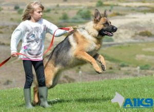 A1K9 family protection pets