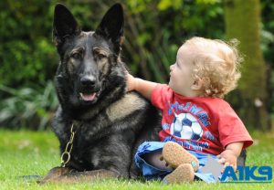 A1K9 family protection pets