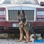 Rolls Royce Protection Dog