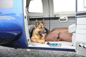 quintessential family protection dog