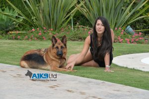 quintessential k9 dogs