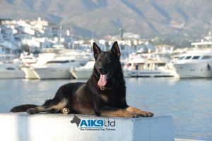 quintessential protection dogs